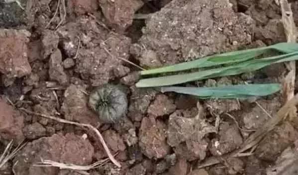 蔬菜害虫最佳防治方法,如何自制杀虫剂防治蔬菜害虫