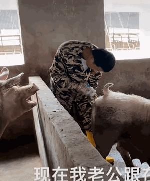 给母猪保健用什么中药最好,给母猪做产后护理