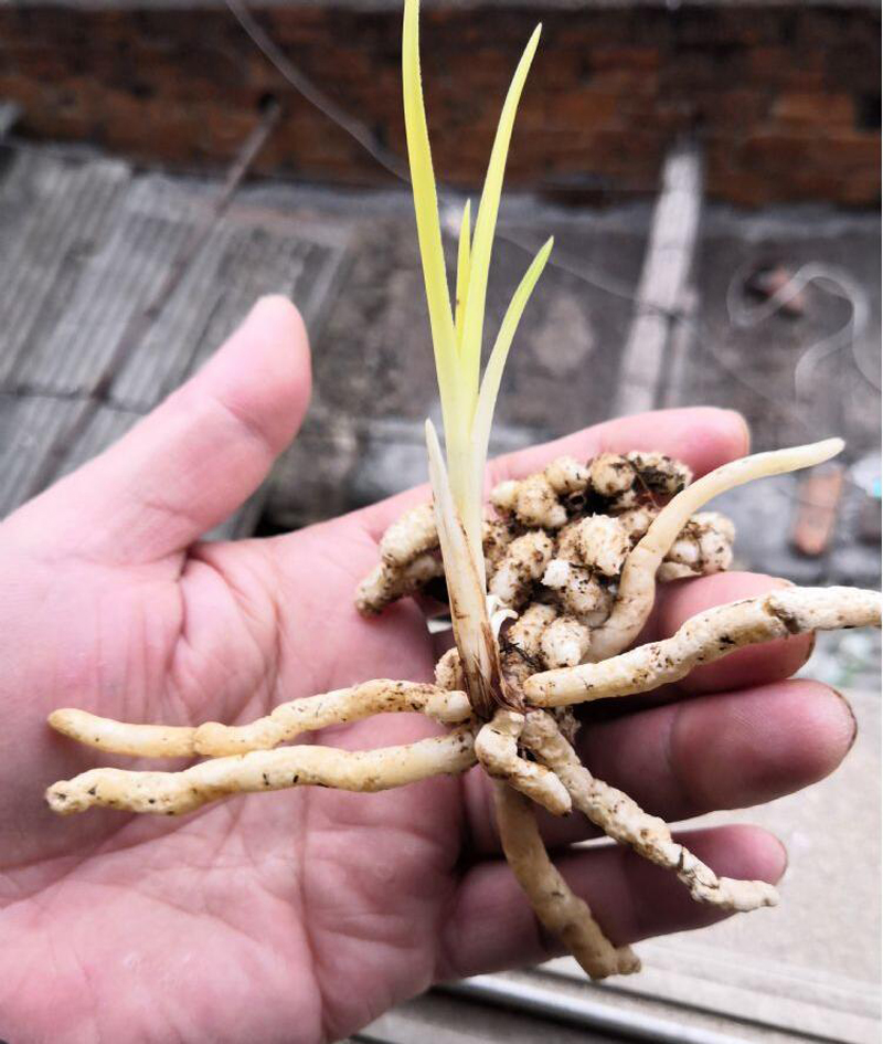 兰花老苗死了新苗活的,几十万一株兰花