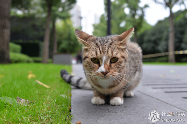 专业摄影师必备的定焦镜头,只选一只人像定焦镜头推荐