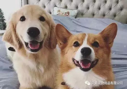 要不要给公狗狗做绝育,狗狗做了绝育手术性格会变吗