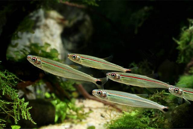 灯鱼草缸造景教程,草缸造景养什么鱼