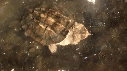 龟龟长大了,我滴个龟龟是什么意思