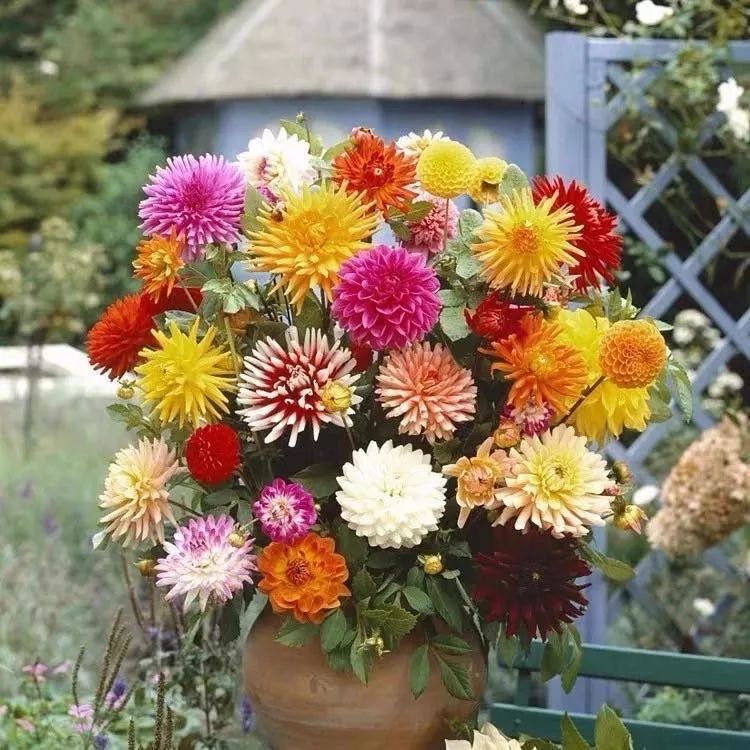 哪些花是开花机器,开花最香最好看繁殖能力还强的花