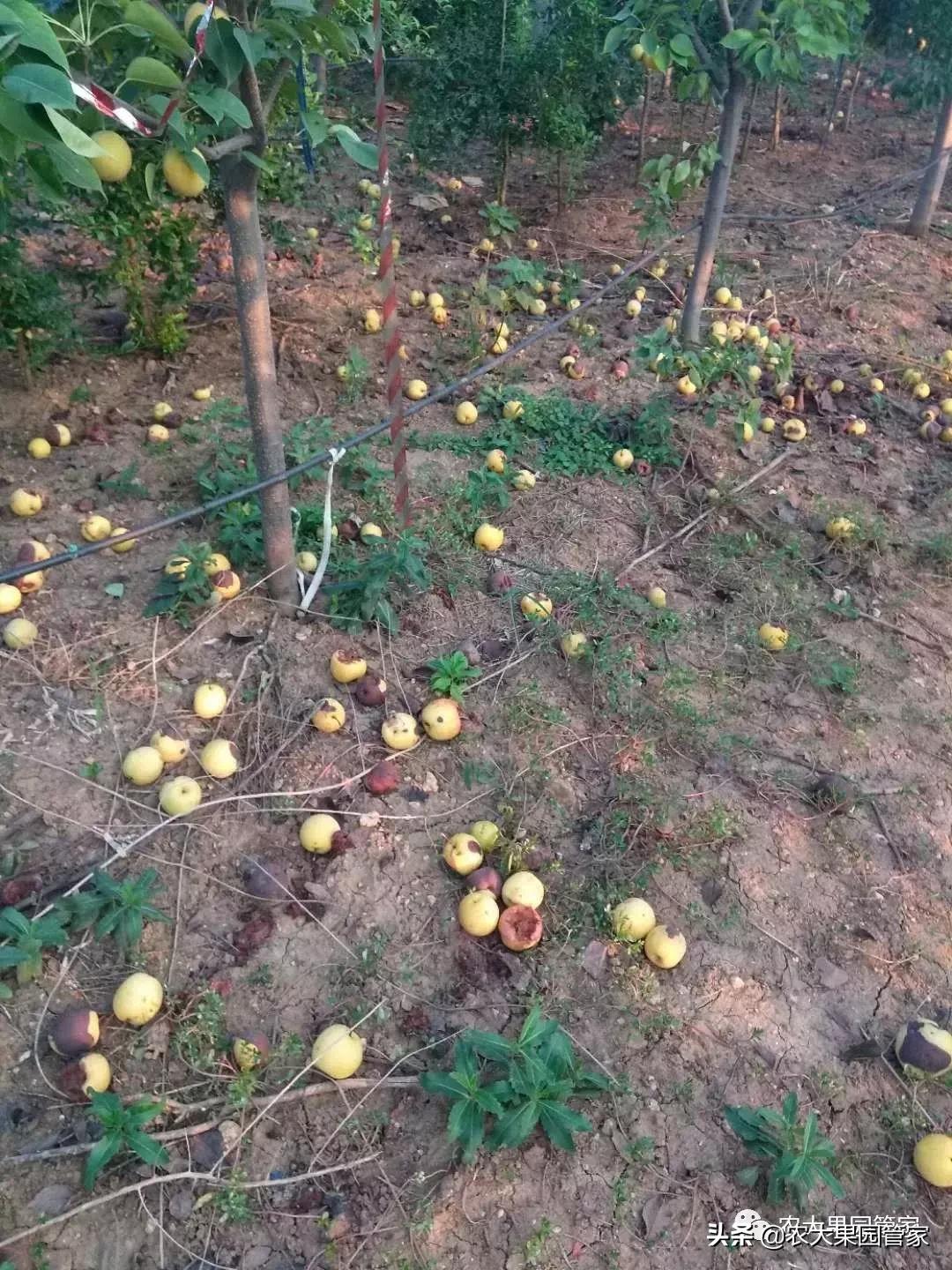 果实蝇危害柑橘的防治方法,果实蝇的危害到几月份