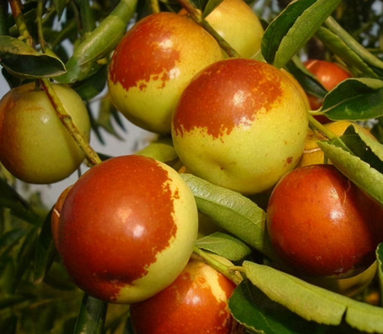 家门口种什么树能乘凉寓意好,无花果树为何不能栽家院子里迷信