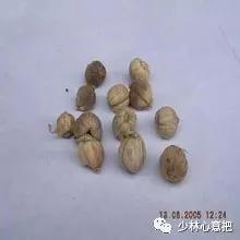 动物中药功效大全,中药药材大全及功效