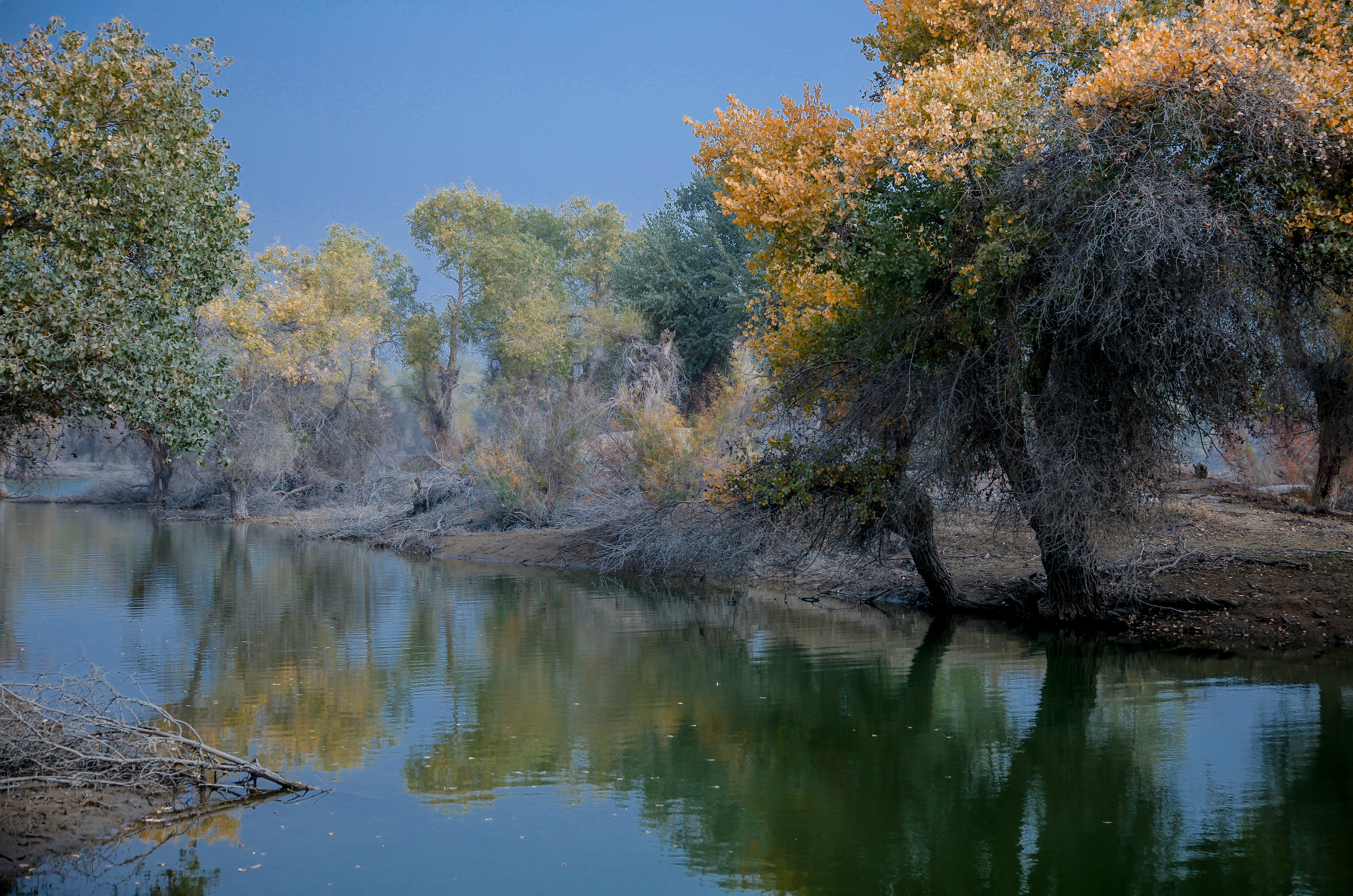 新疆南疆的胡杨,新疆沙雅胡杨林