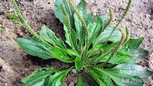 在广西农村常见的止血草,南方农村常见的止血的草