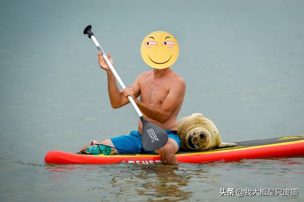 野生海豹不怕人,野生海豹保护