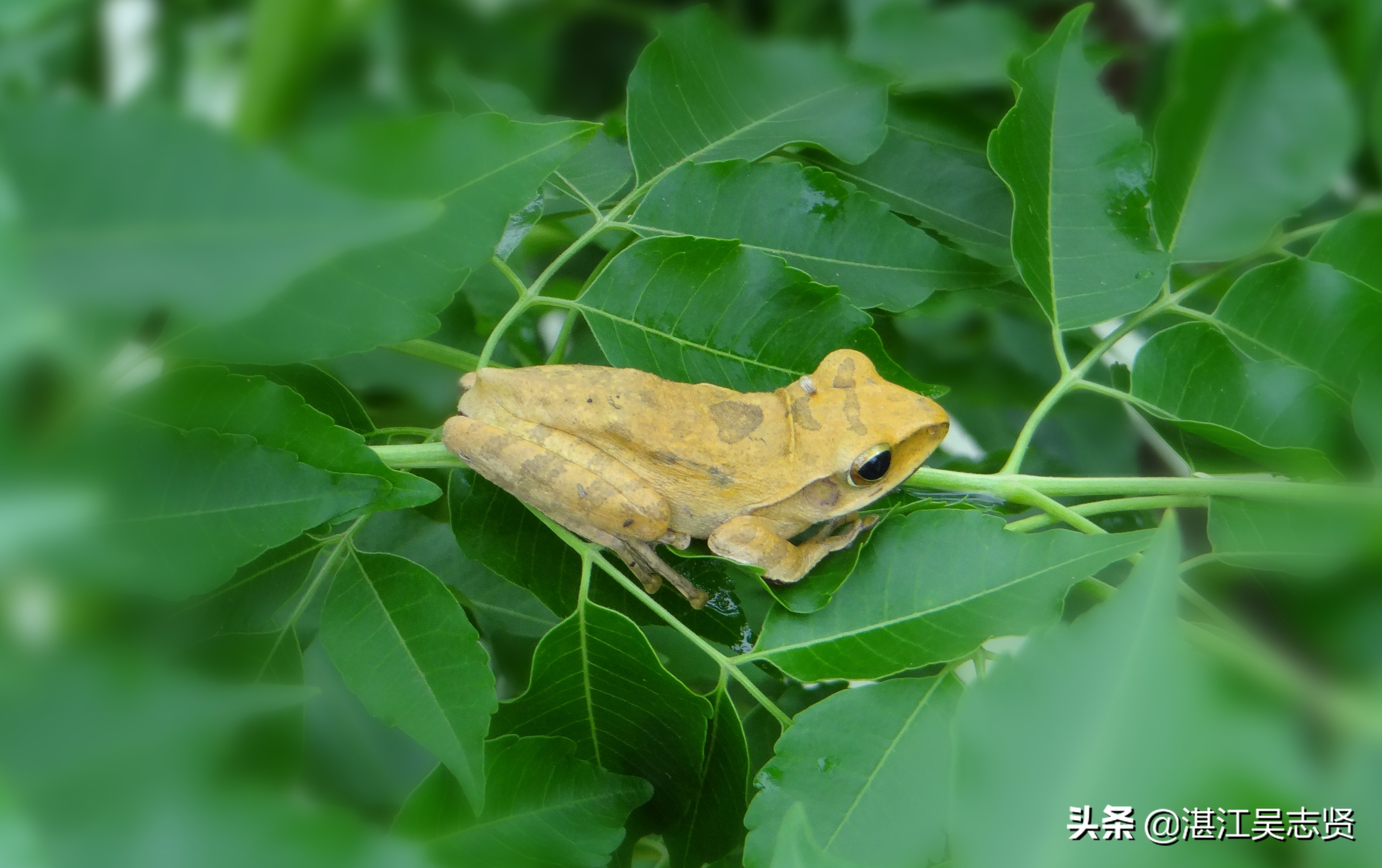 林蛙繁衍方式,什么蛙在树上繁殖