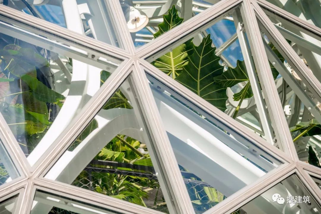 亚马逊总部室内植物园,亚马逊总部绿植