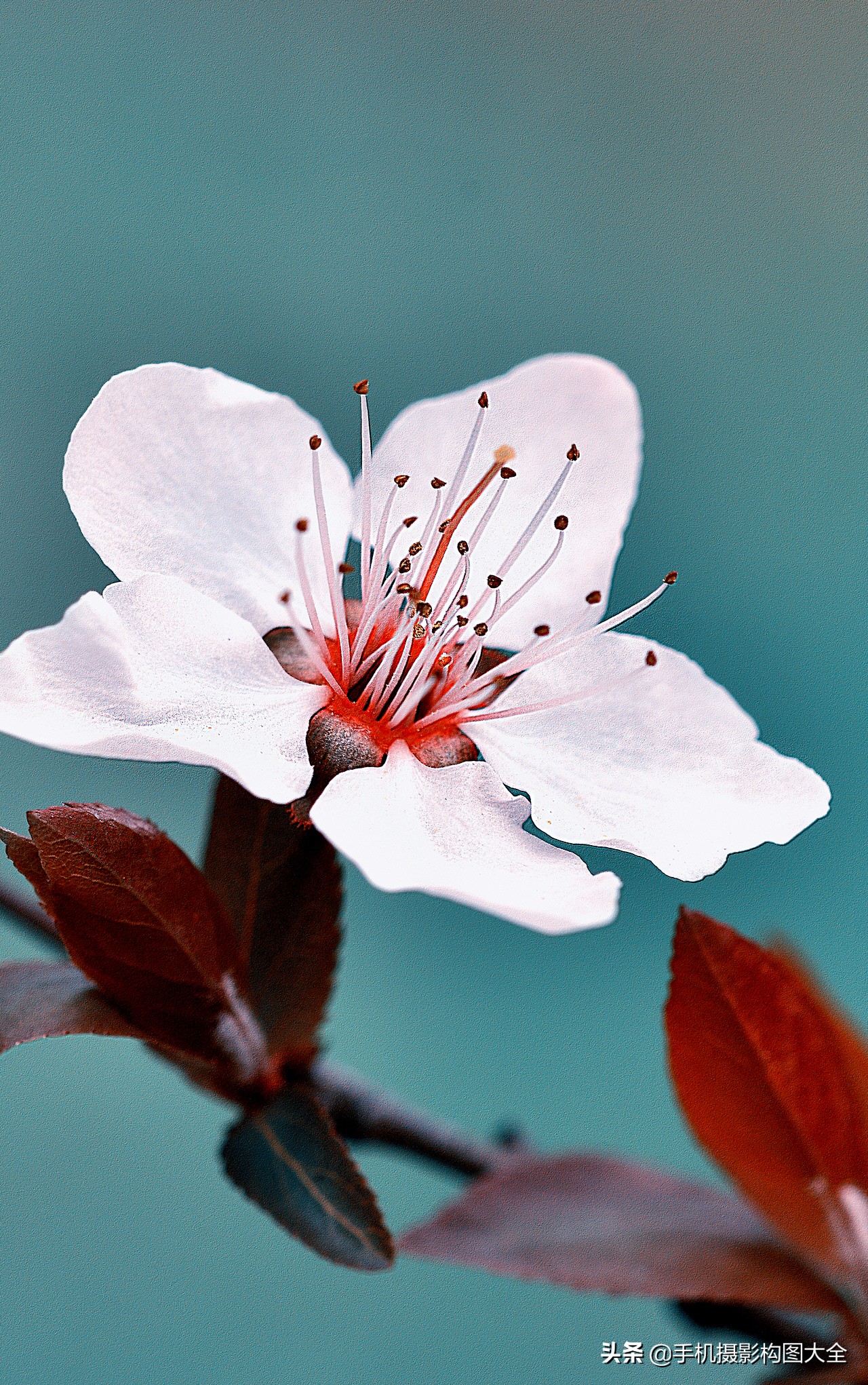 拍花十大必备技巧,拍花的100种构图