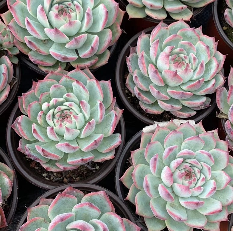 多肉吉娃娃养了几年没变化,多肉植物吉娃娃叶插多久能出苗