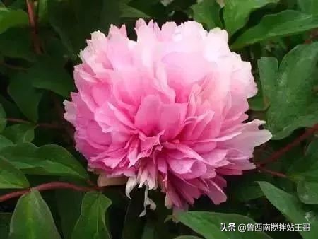 牡丹十大品种九大花系,牡丹进口品种图片及名称