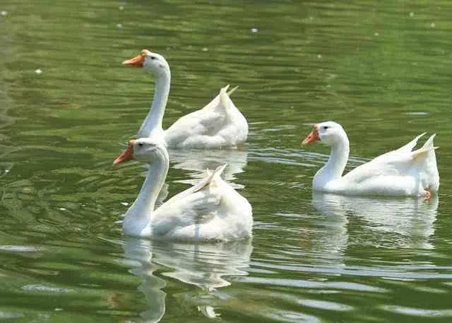 养鹅看家护院什么品种好,打工赚不到钱回家养鸡