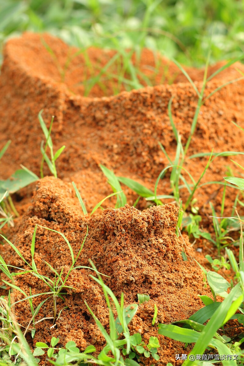 金色童年作文优秀范文800字,金色童年作文400字