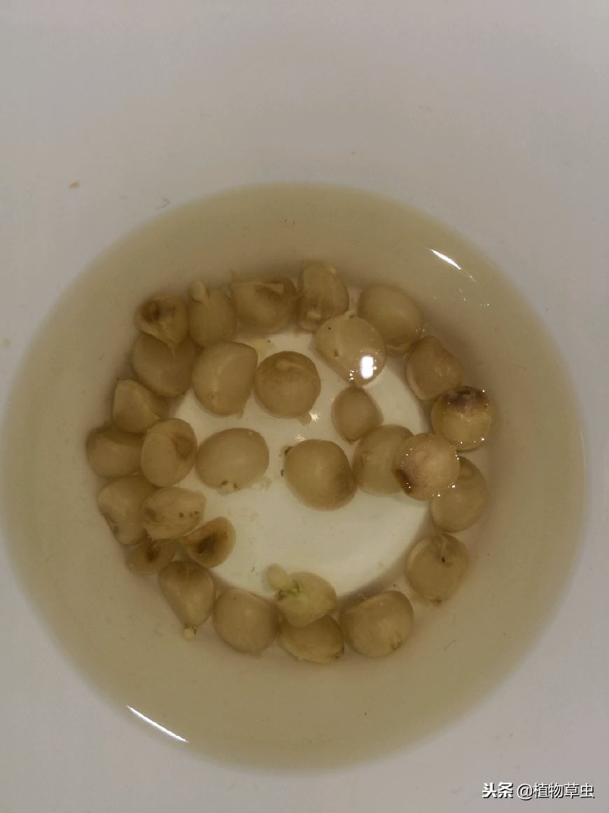 记录君子兰种子发芽的全过程图片,君子兰种子发芽全过程示意图