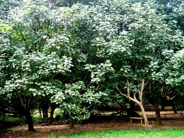 台湾生态农业庄园,台湾生态农业产业园