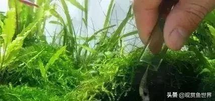 草缸爆藻100天怎么办,草缸的维护和控藻