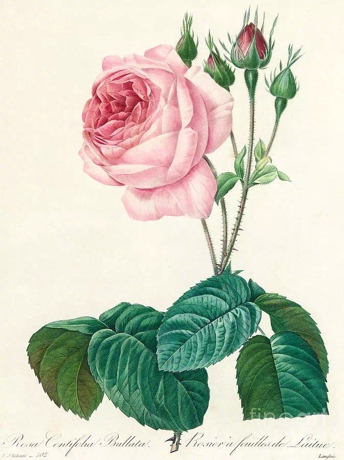 绚丽多彩的春天古诗,春天花开很美的古诗