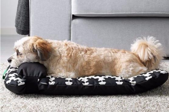 养狗狗需要注意哪些,养狗狗要小心