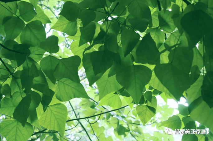 黛西美亚,让理想生活触手可及