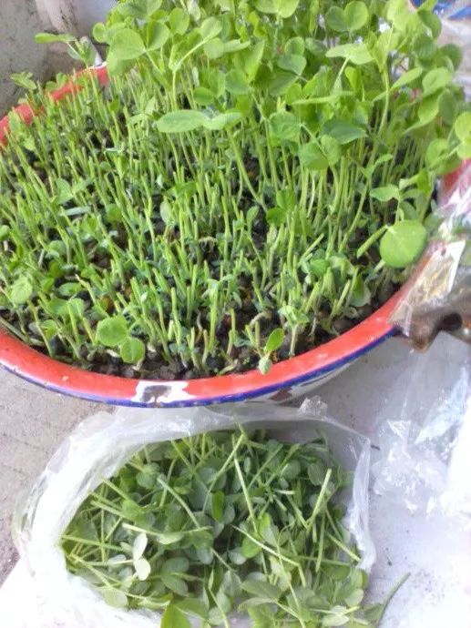 一个花盆里种三颗豆子能活吗,一个花盆种几棵毛豆