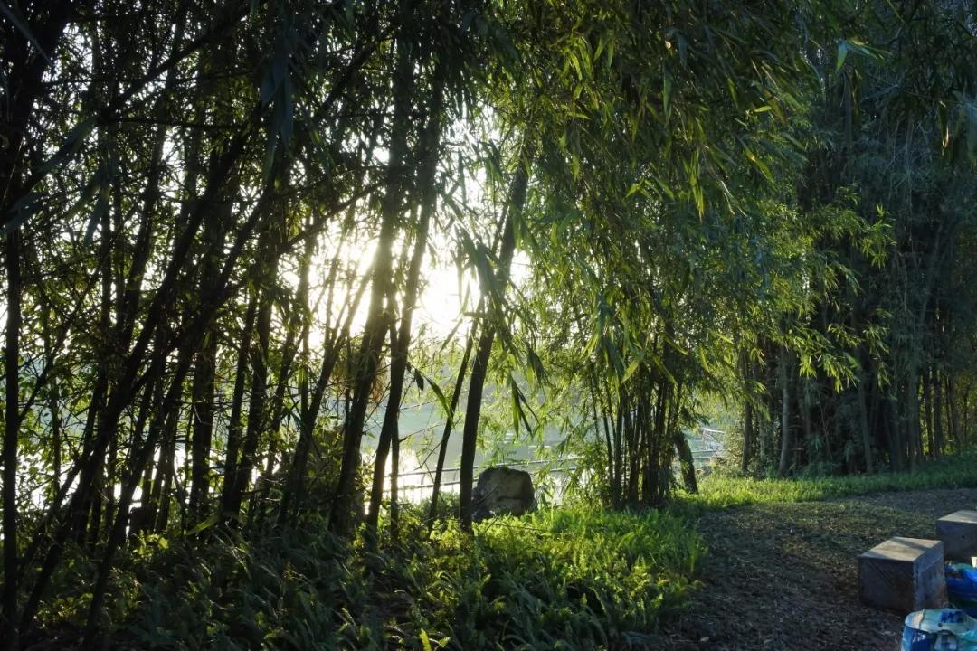 南宁园博园龙虎潭,南宁园博园花山叠瀑