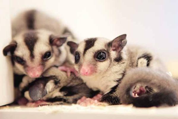 寒号鸟科普视频,寒号鸟和老鼠的区别