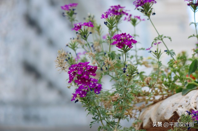 佳能powershotg5xii相机,佳能g5xmark2人像参数