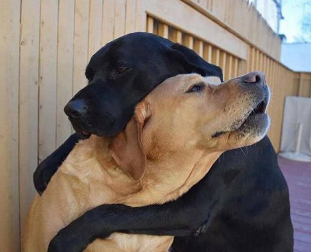 为什么狗狗交配后，拔腿就跑呢？