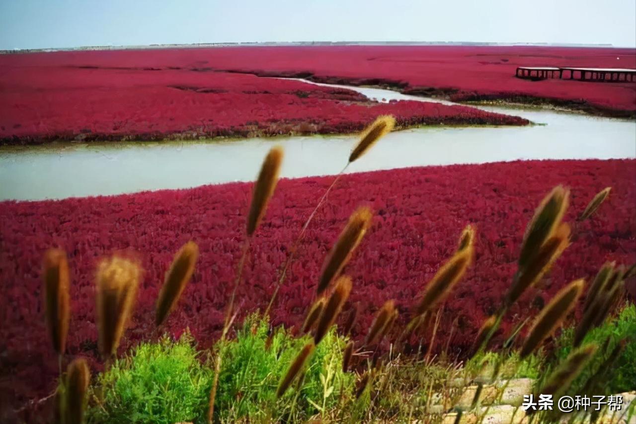 碱蓬草又名盐荒菜图片,碱蓬草怎么种植
