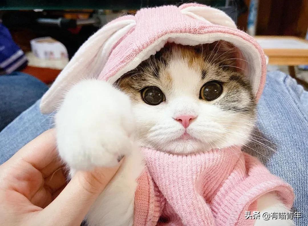 漂亮的三花猫欣赏,最迷人的三花猫