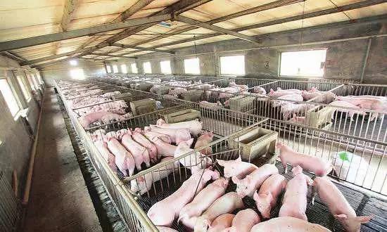 猪生长缓慢的四种原因是什么,为何猪不长膘