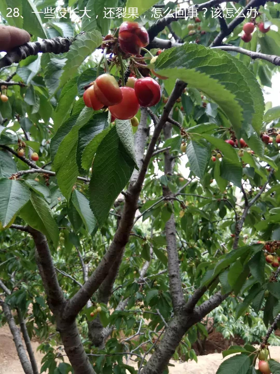 大棚樱桃冲施肥,樱桃喂微量元素冬天抗冻