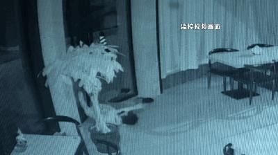 小偷在偷钱监控视频,监控上看不到小偷偷钱是怎么回事