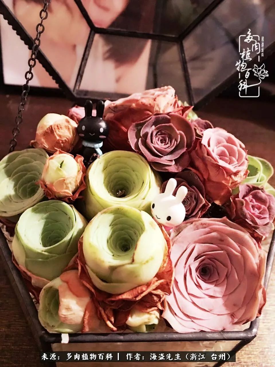 山地玫瑰养护顺口溜,山地玫瑰的养护种植注意事项视频