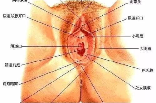 夏天到了，咱们来聊个羞羞的话题——小阴唇整形术