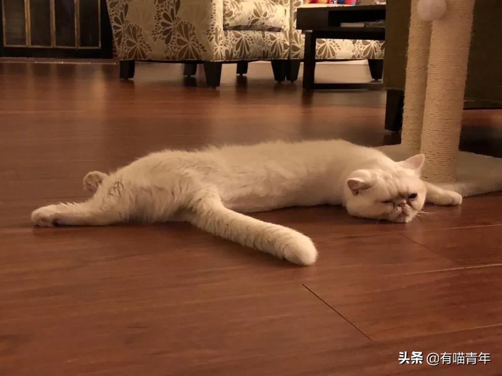 众所周知猫是液体吗,众所周知猫都是液体