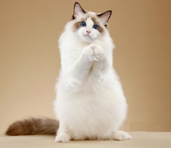 猫咪喜欢夜里尿床,猫咪喜欢玩水怎么纠正呢