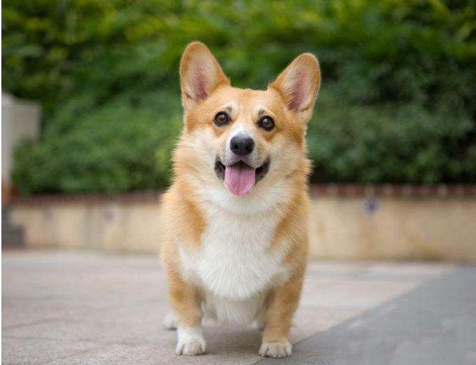 比格犬和柯基犬优缺点,威尔士柯基犬优缺点