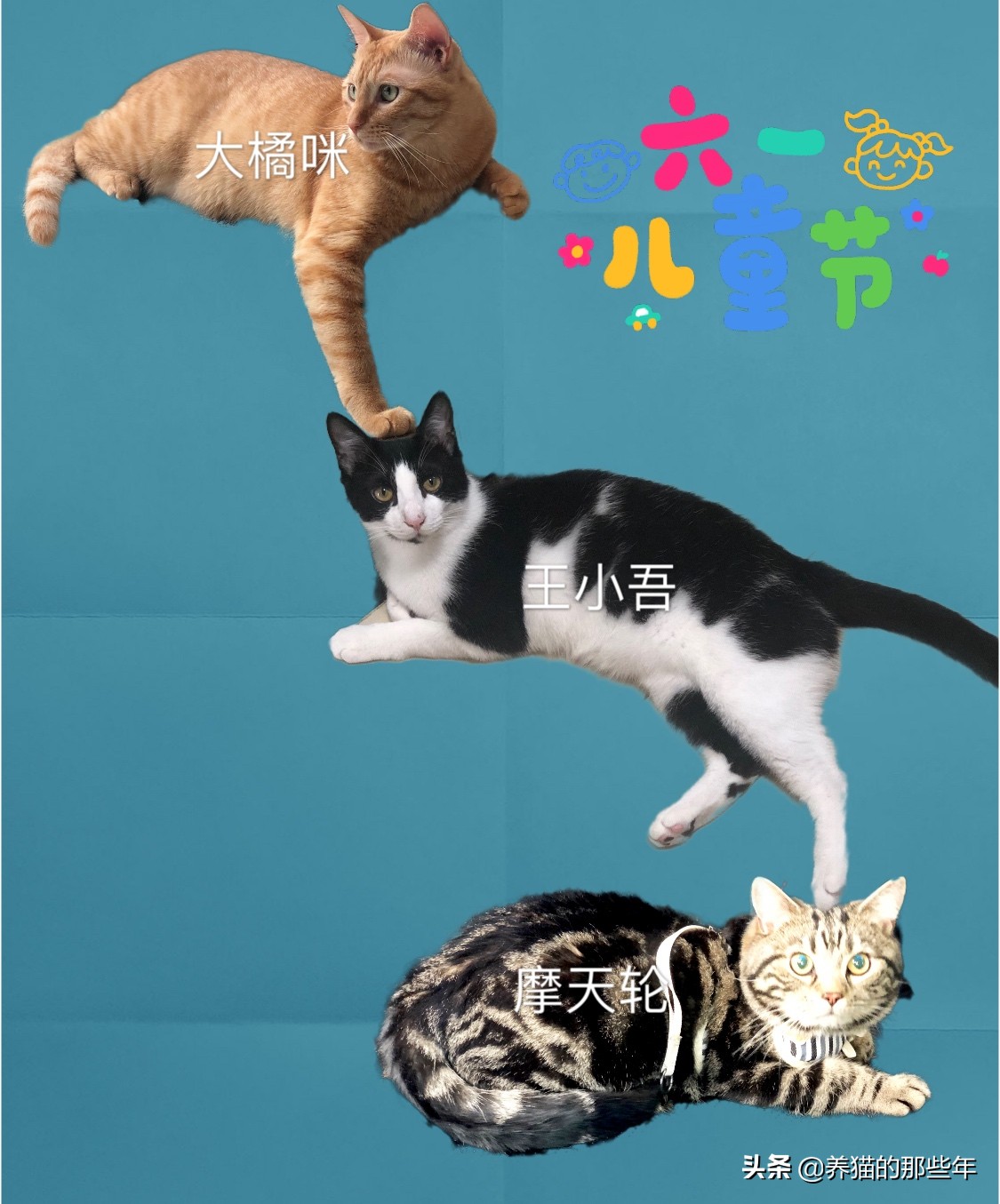 领养的布偶猫刚到家为什么怕人,流浪猫领养后怕人