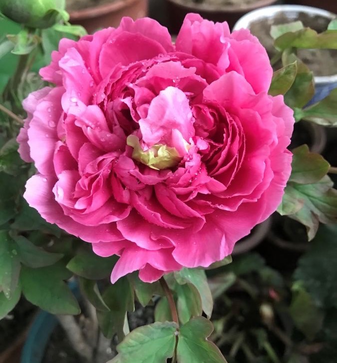 牡丹花怎么栽培开花快,牡丹花怎么栽种才开花