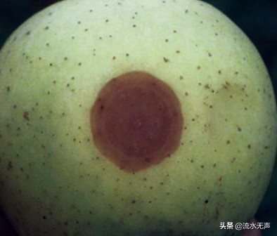 轮纹病最佳防治方法,轮纹病防治用什么农药