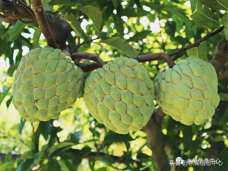 目前释迦最好的品种,粉色释迦