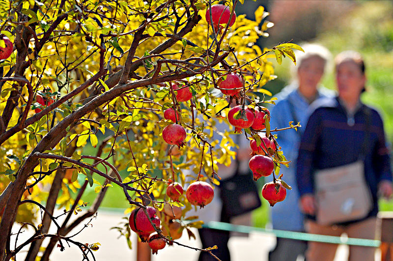 石榴裂果什么原因怎么防治,石榴裂果及解决方法