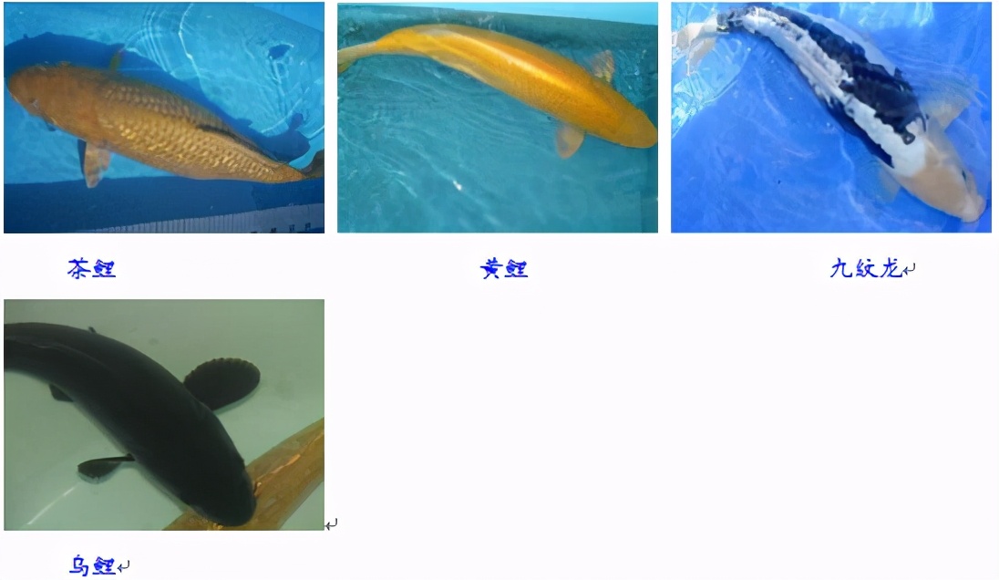 锦鲤鱼趴缸怎么解决,锦鲤鱼鳞溃烂最简单的解决办法