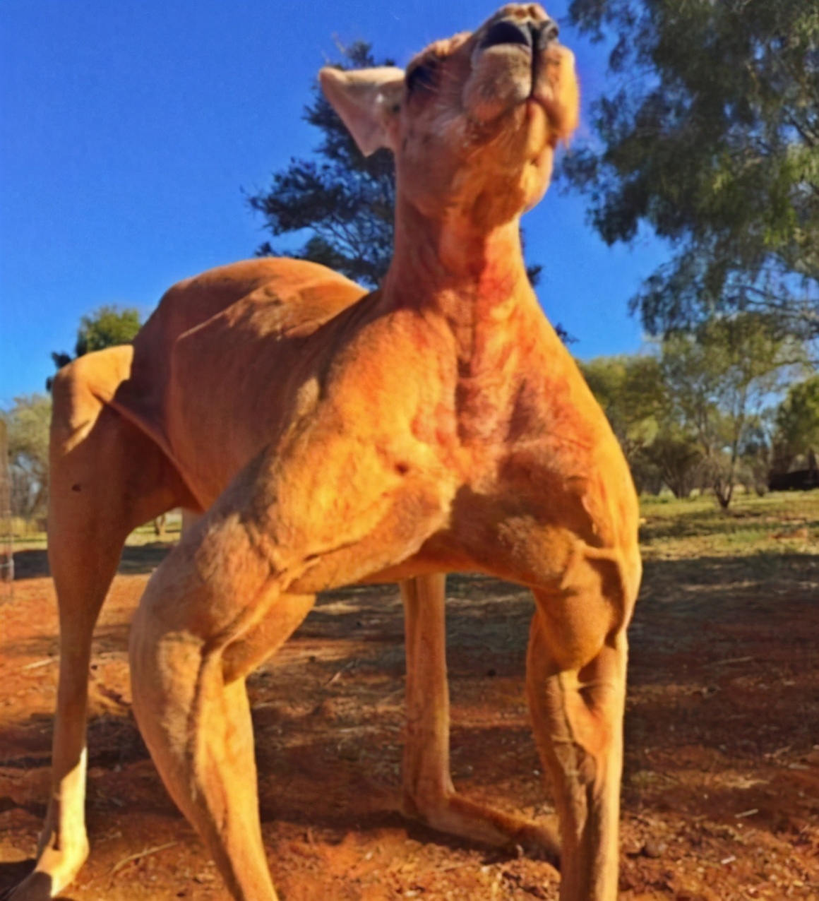 澳洲袋鼠大战,澳大利亚满大街的袋鼠