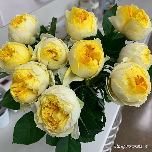 月季应该怎么浇水,月季的浇水注意事项